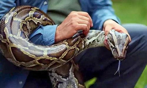 进口与国产大蟒蛇对比视频,形态、习性与市场价值揭秘